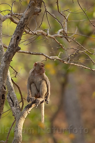 WAH011403.jpg - Rhesus Macaque, India