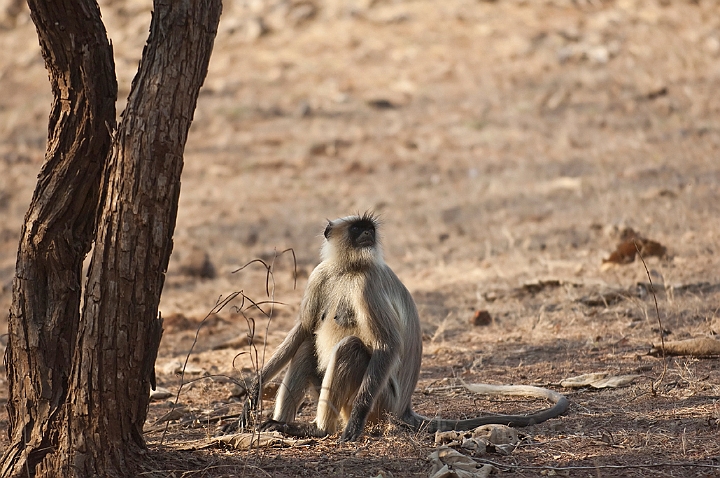 WAH016407.jpg - Hanuman Langur, India