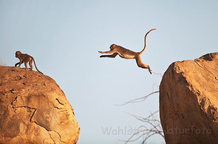 WAH016507.jpg - Rhesusabe (Rhesus Macaque), India