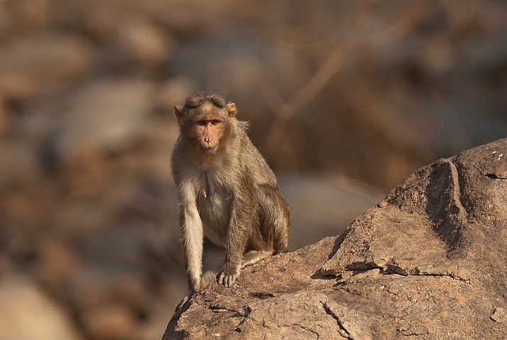 WAH016764.jpg - Rhesusabe (Rhesus Macaque), India