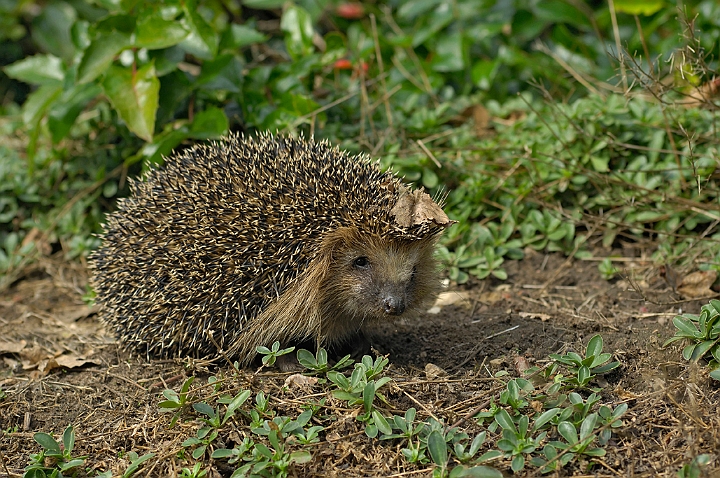 WAH005944.jpg - Pindsvin (Western Hedgehog)