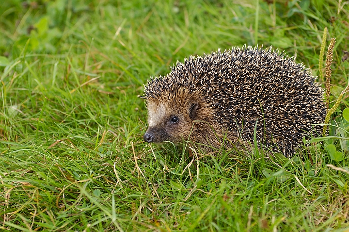 WAH005957.jpg - Pindsvin (Western Hedgehog)