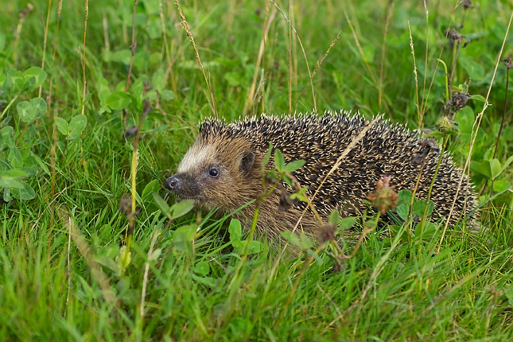 WAH005977.jpg - Pindsvin (Western Hedgehog)