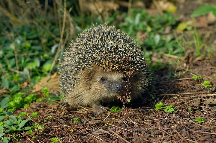 WAH005980.jpg - Pindsvin (Western Hedgehog)