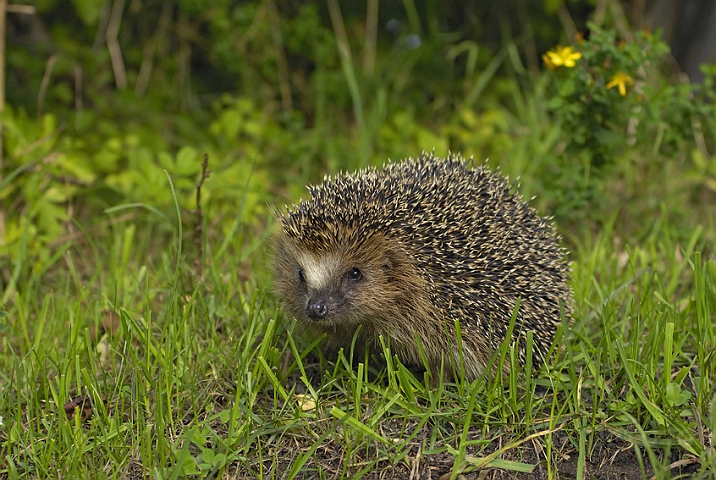 WAH005987P.jpg - Pindsvin (Western Hedgehog)