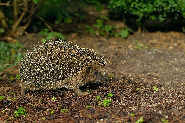 WAH005995.jpg - Pindsvin (Western Hedgehog)