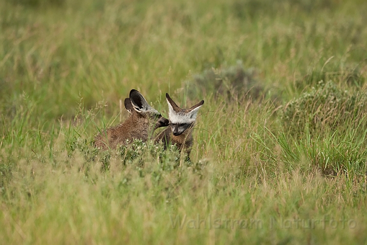 WAH021267.jpg - Øreræve (Bat-eared Foxes)