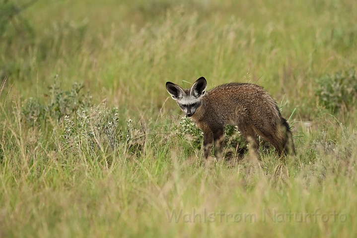 WAH021269.jpg - Øreræv (Bat-eared Fox)