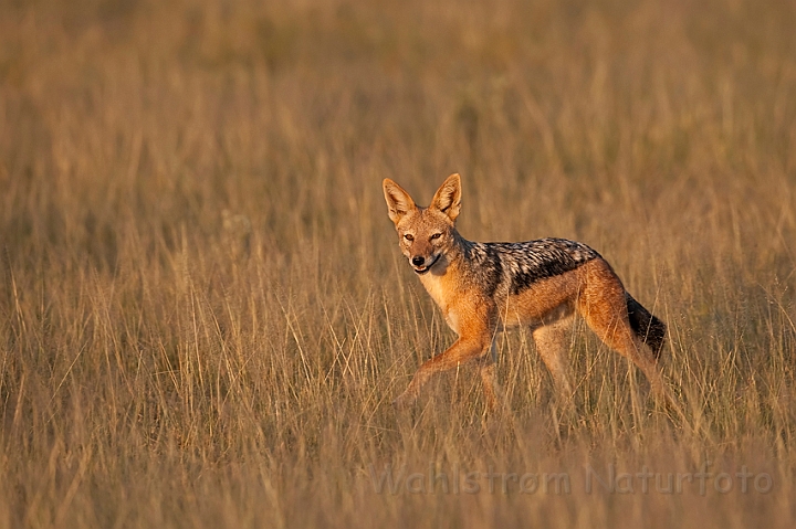 WAH021329.jpg - Skaberaksjakal (Black-backed Jackal)