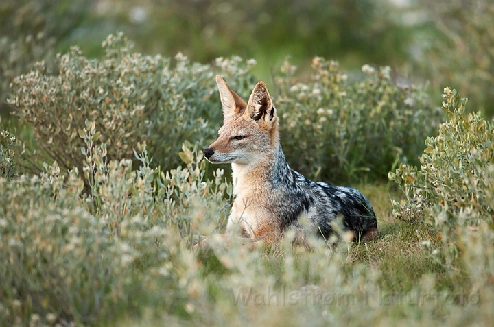 WAH021330.jpg - Skaberaksjakal (Black-backed Jackal)