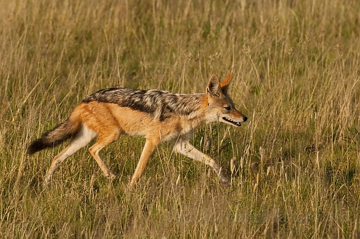 WAH021500.jpg - Skaberaksjakal (Black-backed Jackal)