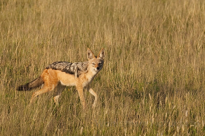 WAH021502.jpg - Skaberaksjakal (Black-backed Jackal)