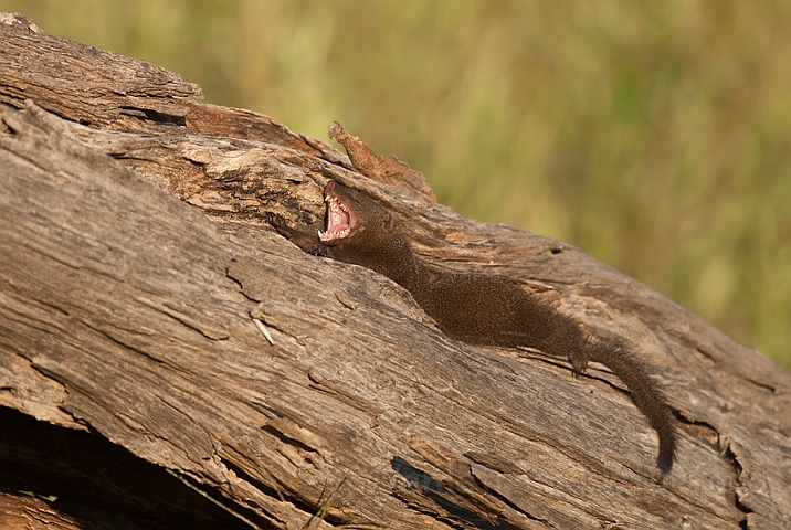 WAH022181.jpg - Dværgmangust (Dwarf Mongoose)