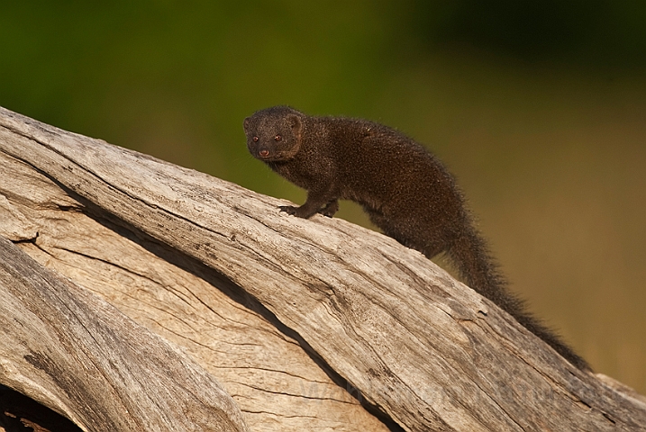 WAH022192.jpg - Dværgmangust (Dwarf Mongoose)