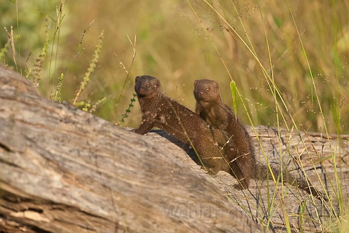 WAH022197.jpg - Dværgmangust (Dwarf Mongoose)