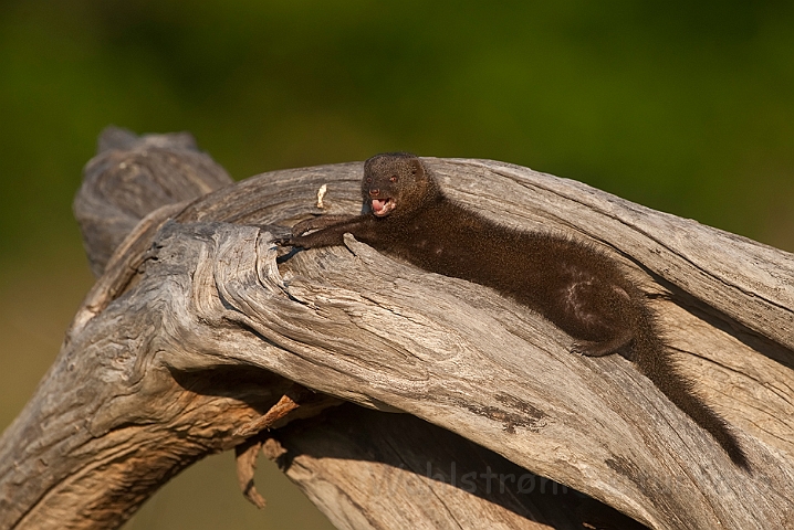 WAH022198.jpg - Dværgmangust (Dwarf Mongoose)