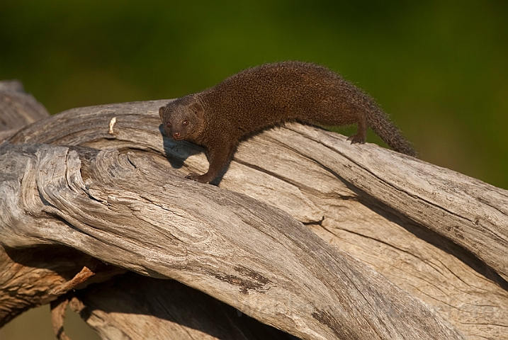 WAH022207.jpg - Dværgmangust (Dwarf Mongoose)