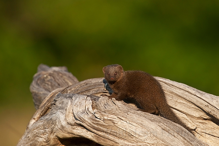 WAH022210.jpg - Dværgmangust (Dwarf Mongoose)