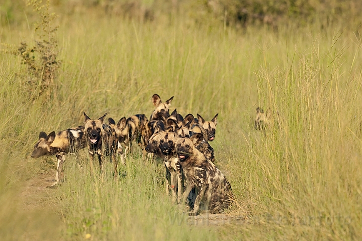 WAH022300.jpg - Afrikanske vildhunde (African Wild Dogs)