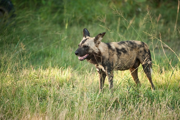 WAH022386.jpg - Afrikansk vildhund (African Wild Dog)