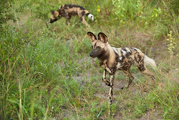 WAH022397.jpg - Afrikansk vildhund (African Wild Dog)