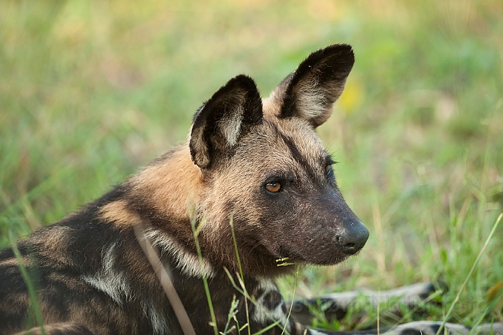 WAH022418.jpg - Afrikansk vildhund (African Wild Dog)