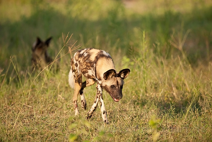 WAH022422.jpg - Afrikansk vildhund (African Wild Dog)