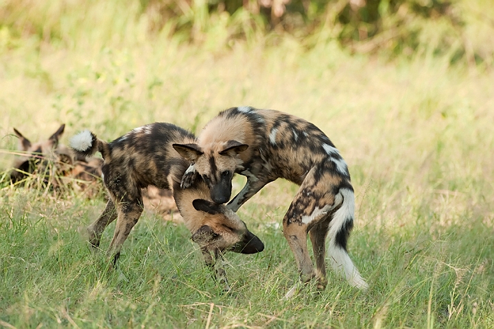 WAH022445.jpg - Afrikanske vildhunde (African Wild Dogs)