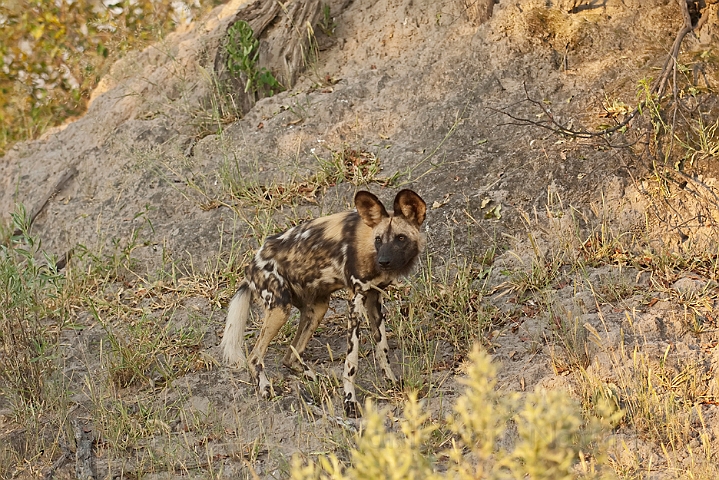 WAH022471.jpg - Afrikansk vildhund (African Wild Dog)