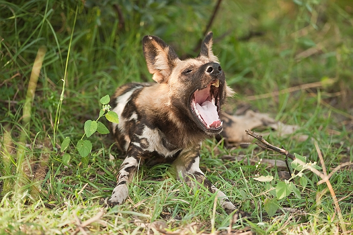 WAH022515.jpg - Afrikansk vildhund (African Wild Dog)