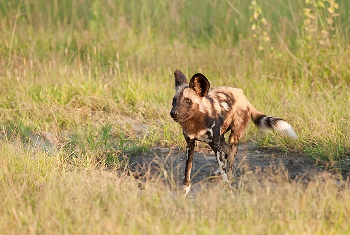 WAH022526.jpg - Afrikansk vildhund (African Wild Dog)