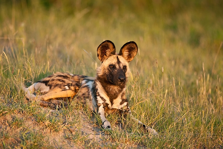 WAH022537.jpg - Afrikansk vildhund (African Wild Dog)