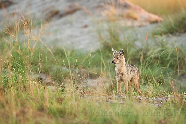 WAH022539.jpg - Stribet sjakal  (Side-striped Jackal)