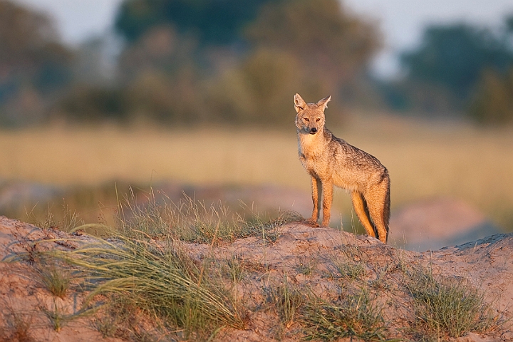 WAH022543.jpg - Stribet sjakal  (Side-striped Jackal)