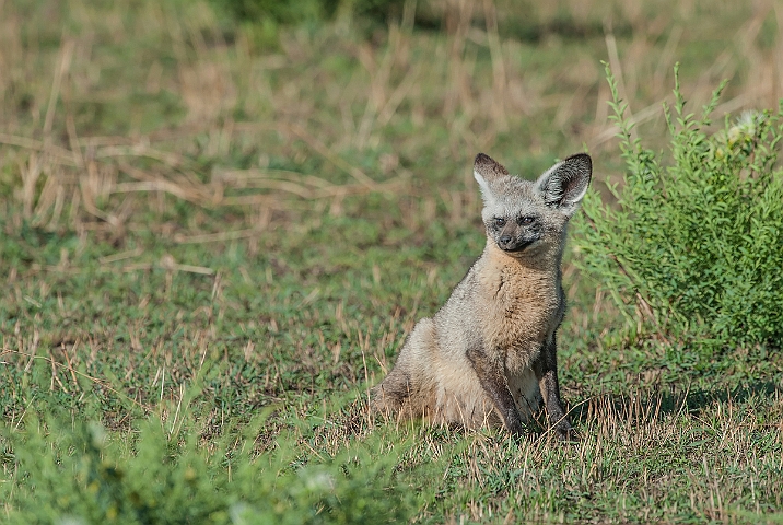 WAH025278.jpg - Øreræv (Bat-eared Fox)