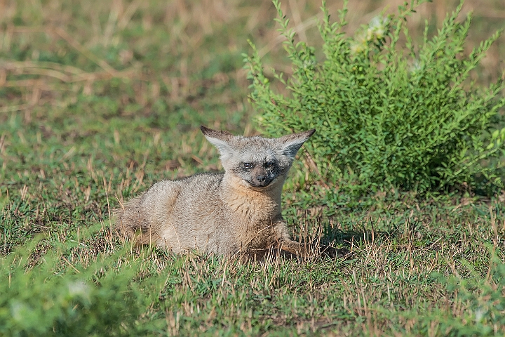 WAH025280.jpg - Øreræv (Bat-eared Fox)