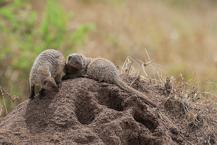 WAH025308.jpg - Zebramangust (Banded Mongoose)