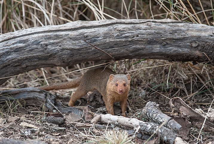 WAH025427.jpg - Dværgmangust (Dwarf Mongoose)