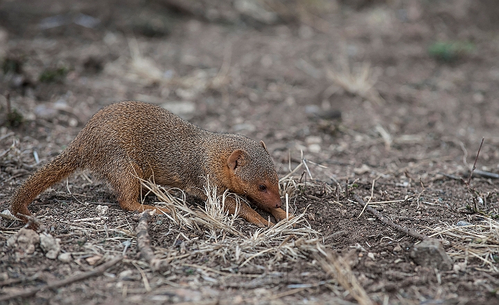 WAH025428.jpg - Dværgmangust (Dwarf Mongoose)