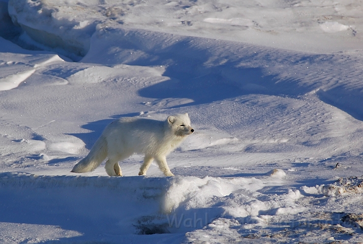 WAH000396.jpg - Polarræv (Arctic Fox)