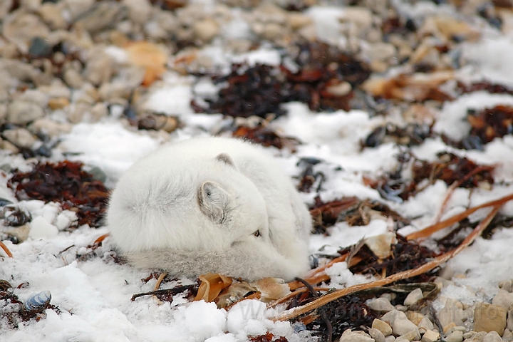 WAH000575.jpg - Polarræv (Arctic Fox)