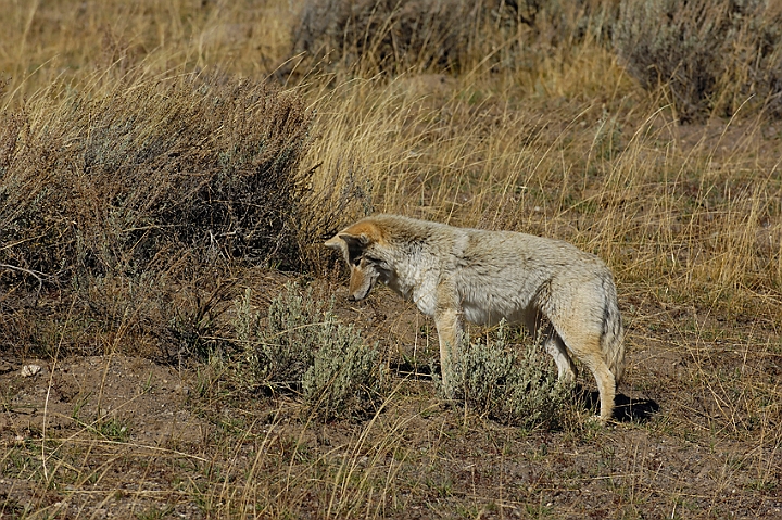 WAH004591.jpg - Prærieulv (Coyote) Yellowstone Nat. Park