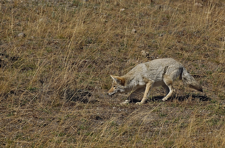 WAH004596.jpg - Prærieulv (Coyote), Yellowstone Nat. Park