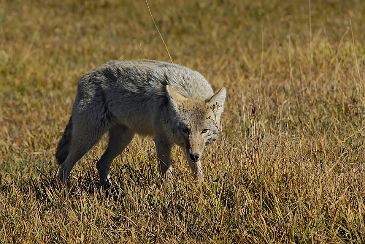 WAH004623.jpg - Prærieulv (Coyote), Yellowstone Nat. Park