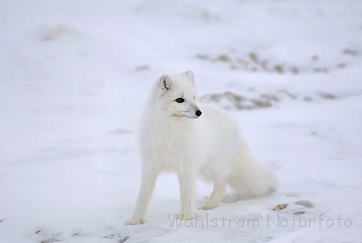 WAH008489.jpg - Polarræv (Arctic Fox)