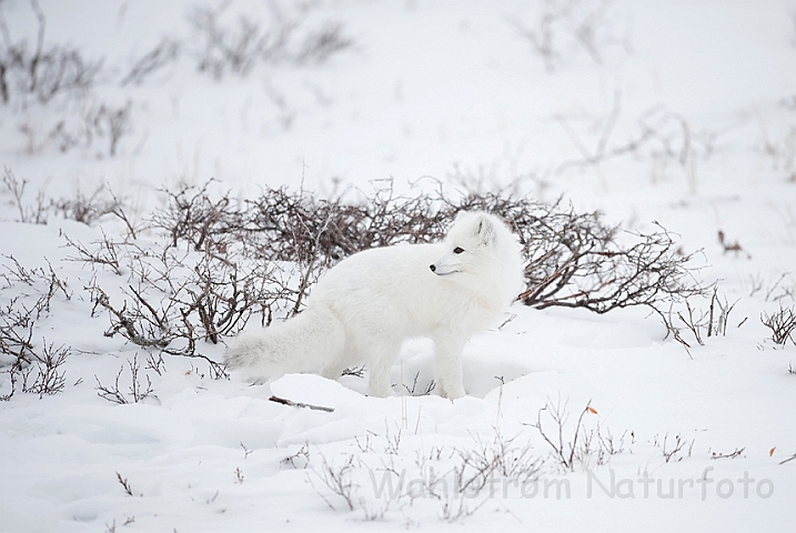 WAH011665.jpg - Polarræv (Arctic Fox)