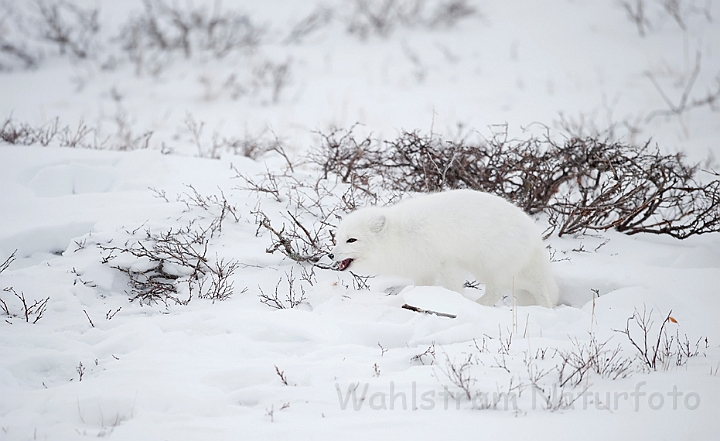 WAH011666.jpg - Polarræv (Arctic Fox)