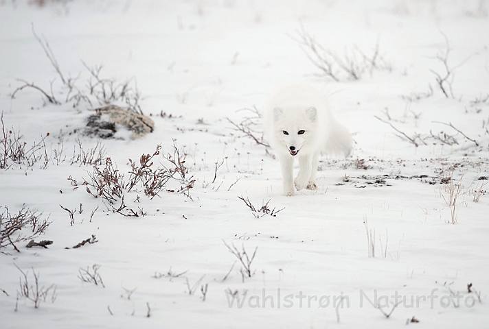 WAH011669.jpg - Polarræv (Arctic Fox)