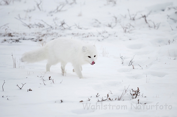 WAH011670.jpg - Polarræv (Arctic Fox)