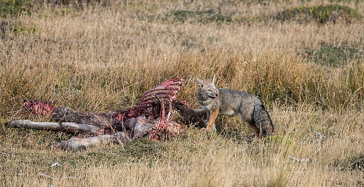 WAH025960.jpg - Sydamerikansk gråræv (South American Grey Fox)